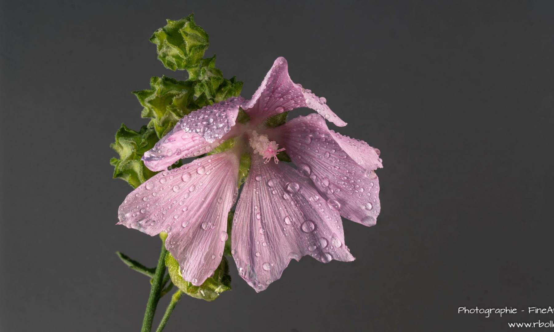 cropped-DSC08444-08474-Malve-fs-scaled-1