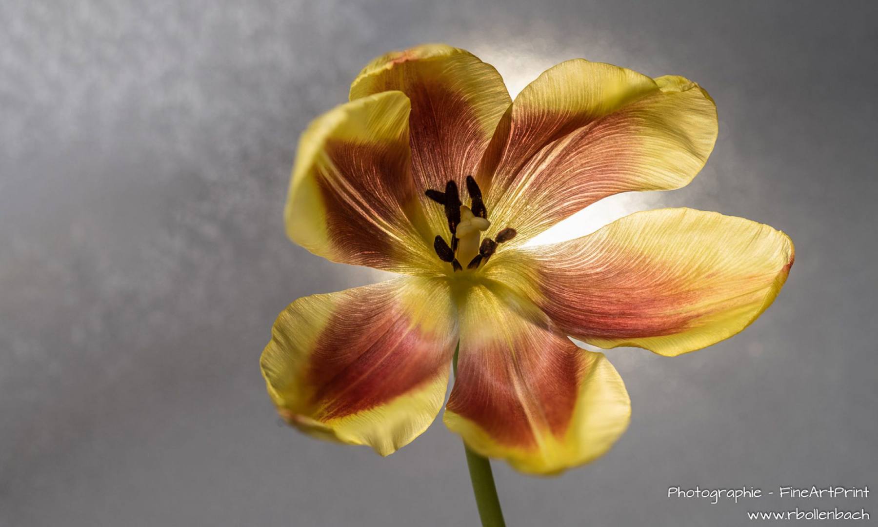 cropped-DSC08801-08860-Tulpe-fs-1