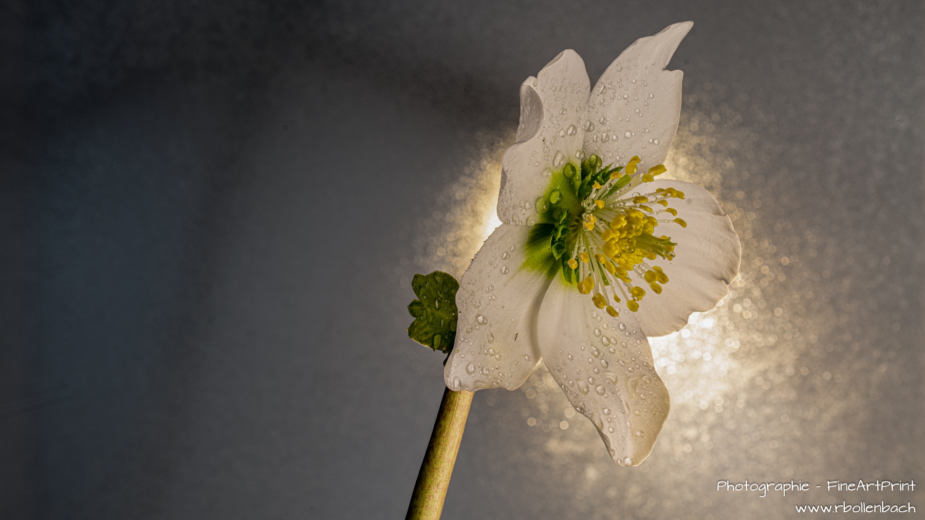 1_DSC00162-00195-Christrose-fs-arw