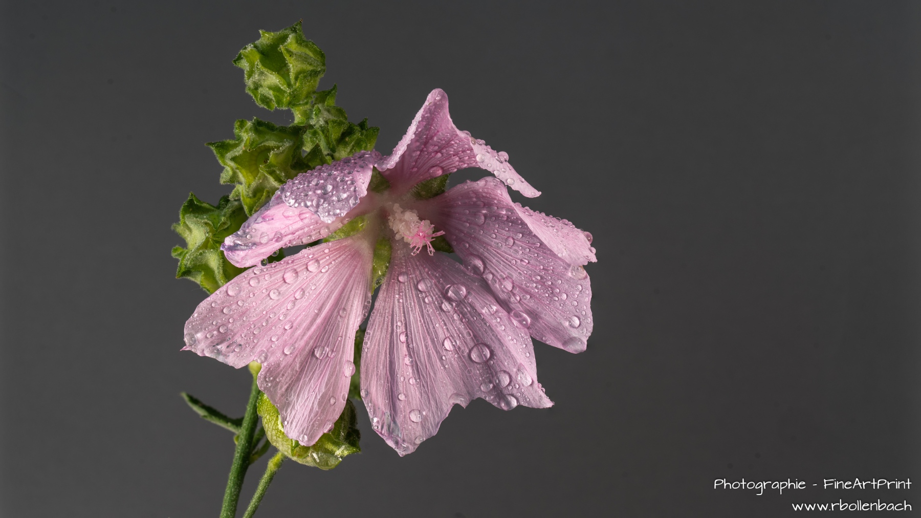 DSC08444-08474-Malve-fs