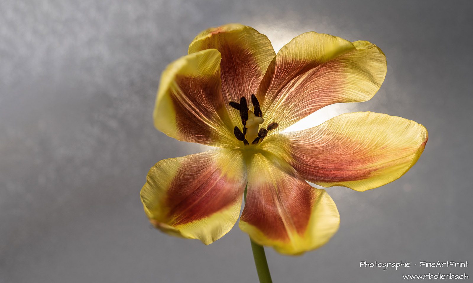 DSC08801-08860-Tulpe-fs