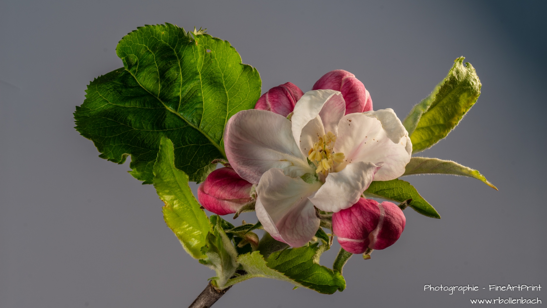 DSC08969-08984-Apfelblüte-fs