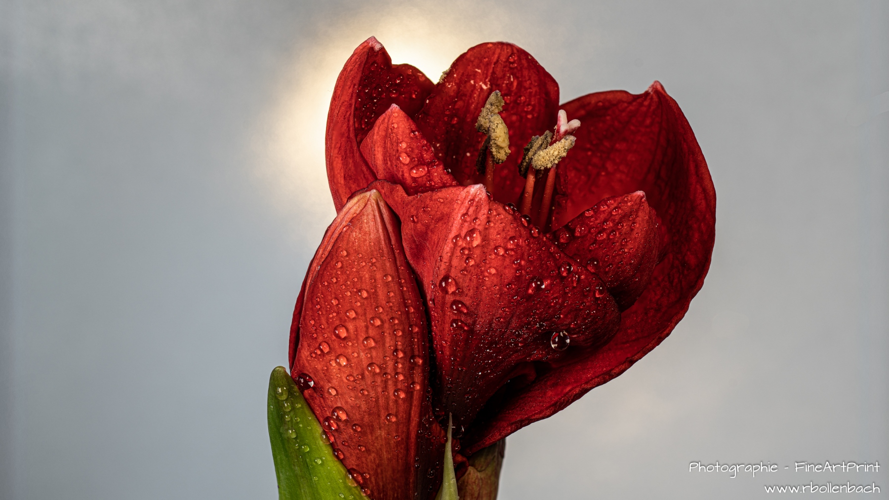 DSC09937-09999-Amaryllis-fs