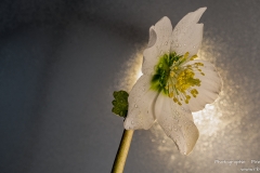 DSC00162-00195-Christrose-fs-arw