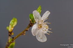 DSC07283-07303-Blüte-fst