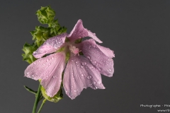 DSC08444-08474-Malve-fs