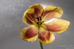 DSC08801-08860-Tulpe-fs