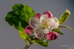 DSC08969-08984-Apfelblüte-fs