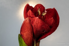 DSC09937-09999-Amaryllis-fs