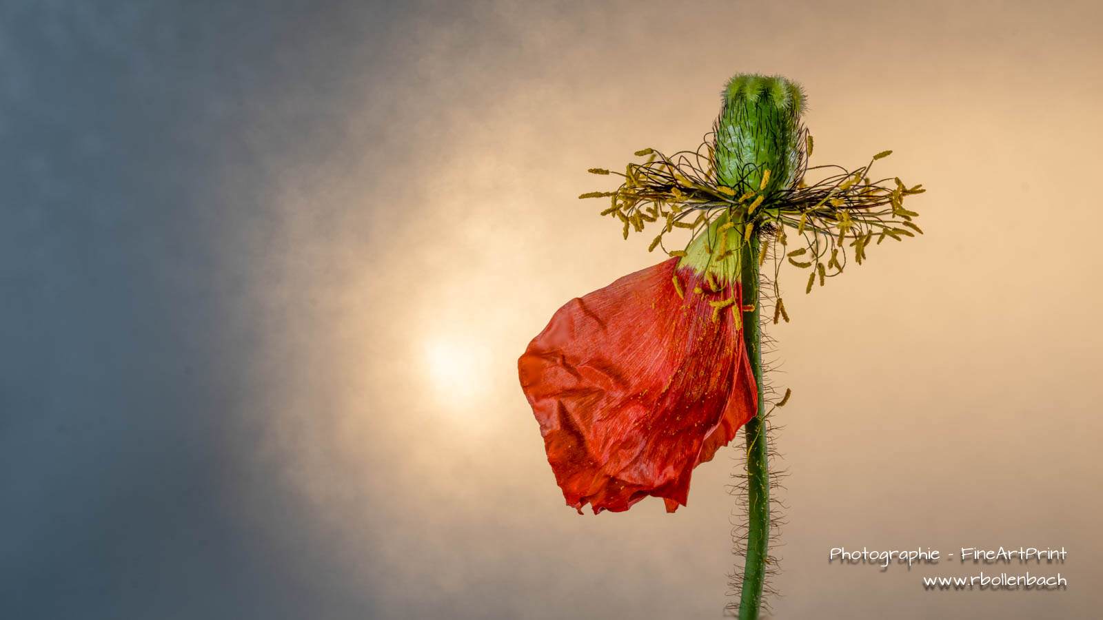 DSC00285-00293-Islandmohn-fs