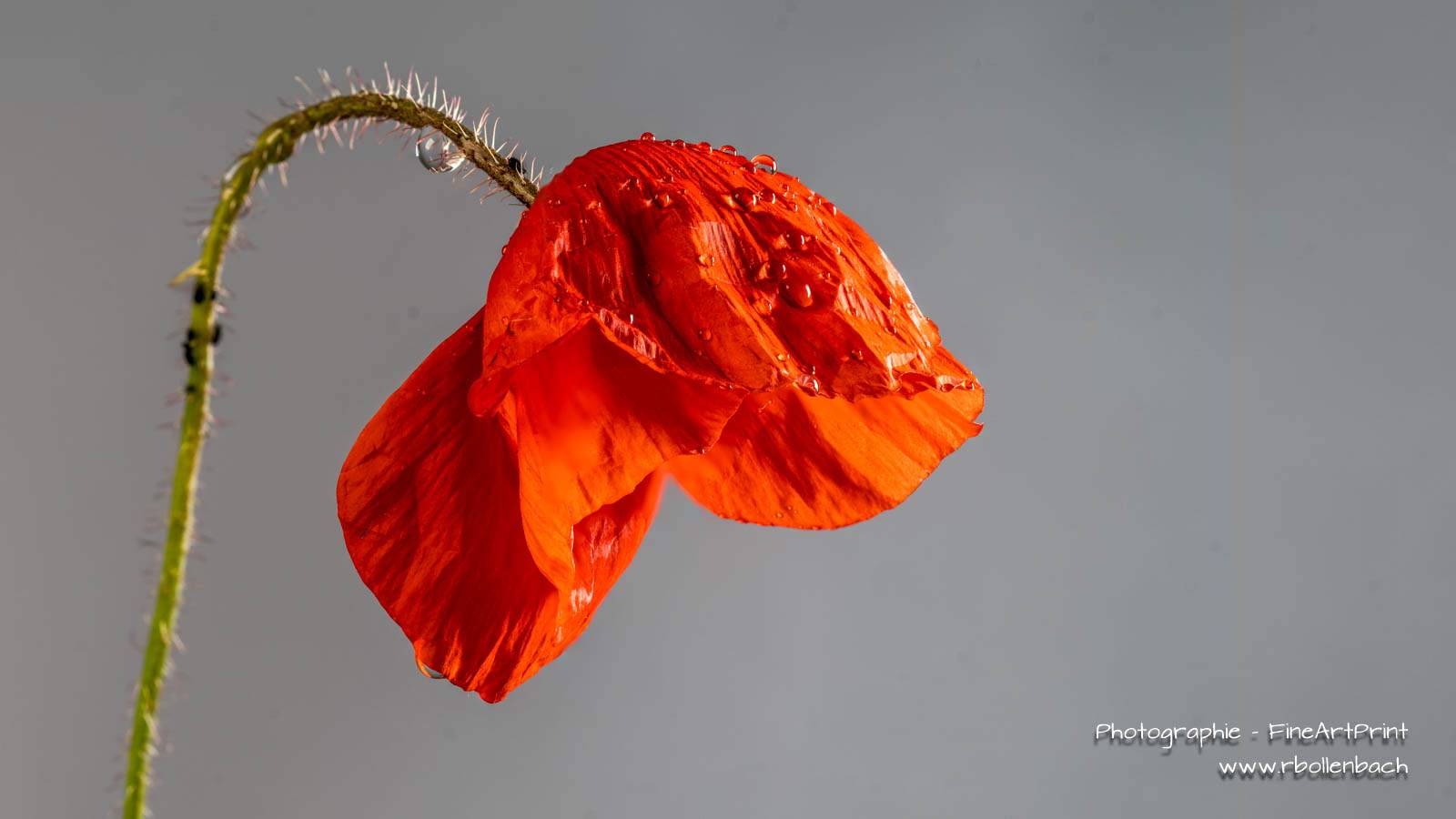 DSC02464-02503-Mohnblüte-fs
