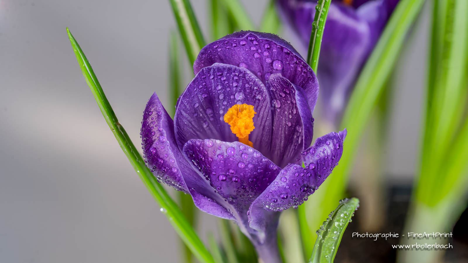 DSC03382-03418-krokus-fs