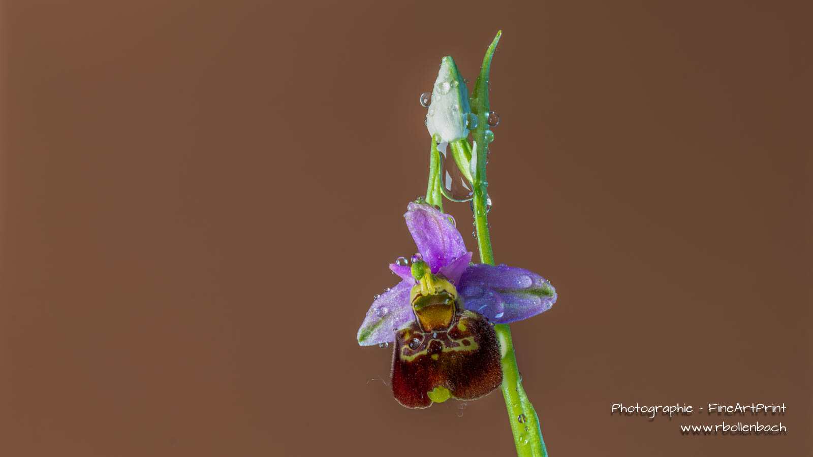 DSC04004-04034-Orchidee-Schnepfen-Ragwurz-fs