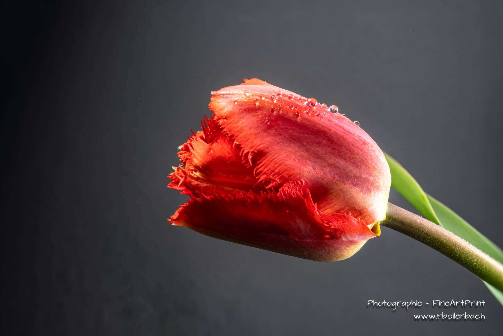 DSC06402-06406-Tulpe-fs