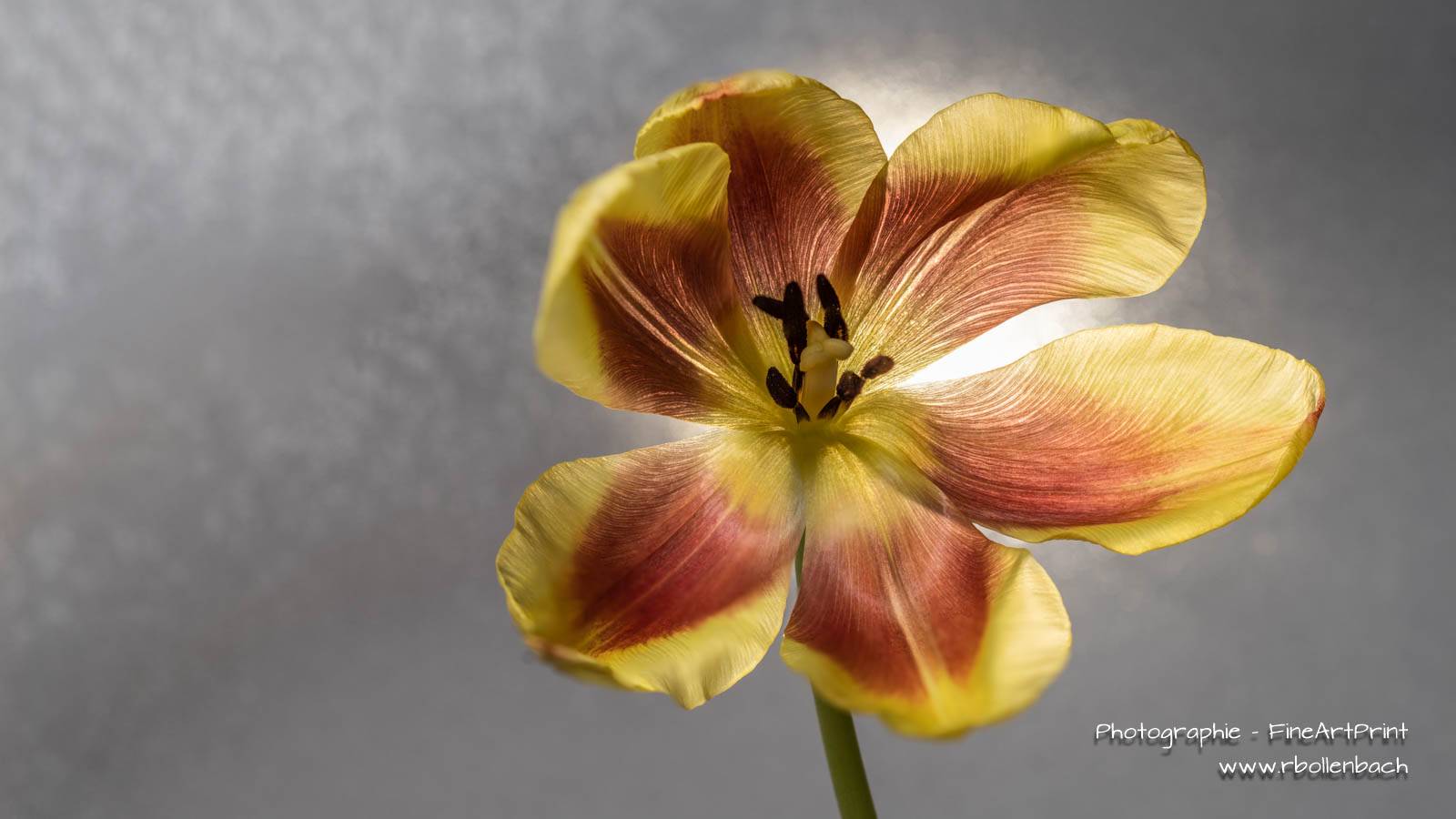 DSC08801-08860-Tulpe-fs