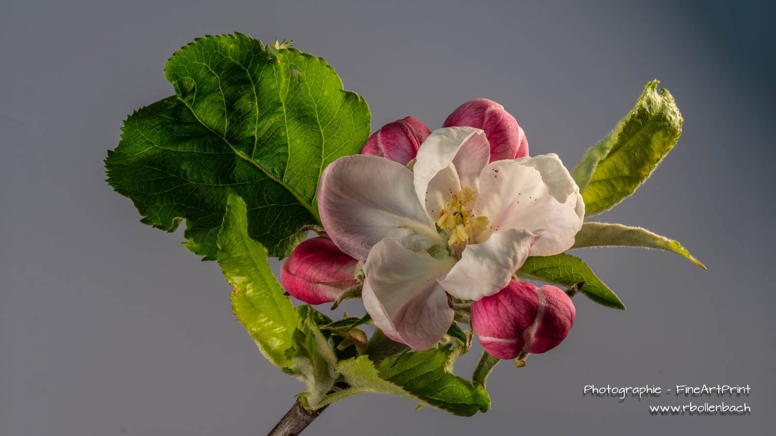 DSC08969-08984-Apfelblüte-fs
