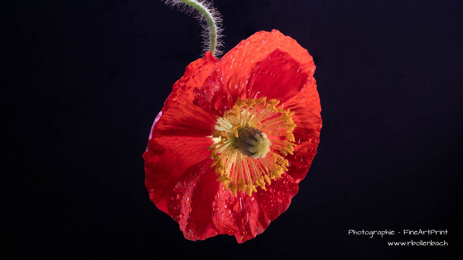 DSC09755-09790-Islandmohn-fs-1_4-6mm