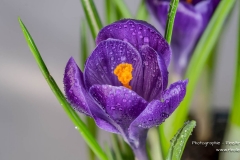 DSC03382-03418-krokus-fs
