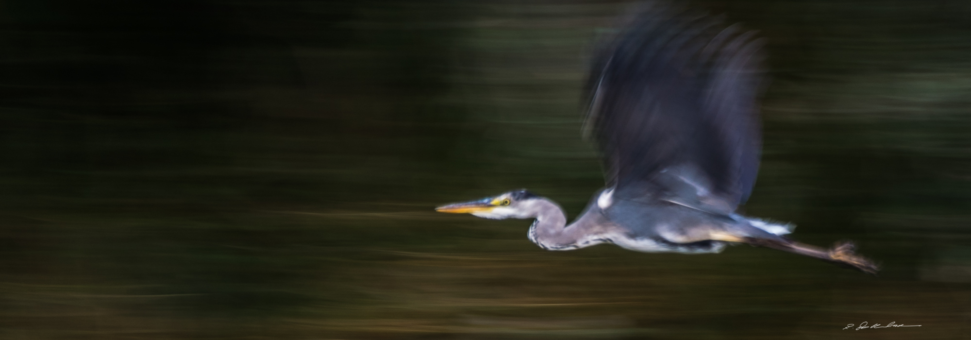reiher im flug